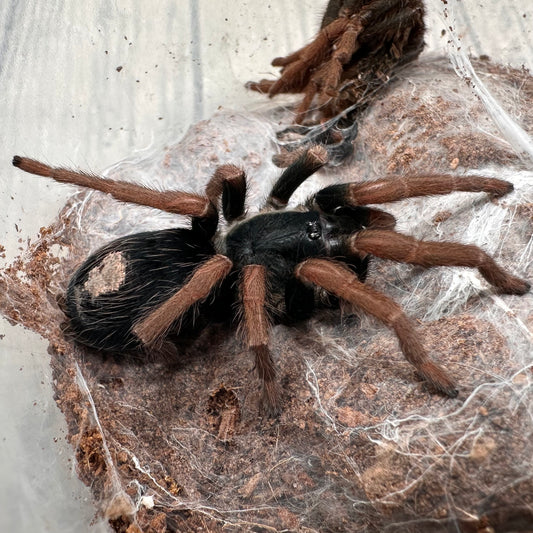 Kochiana brunnipes ~ (Dwarf Brazilian Red-Leg Tarantula) 2" – Probable Female Juvenile