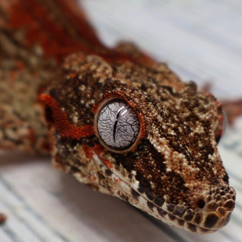 Phantom Eye High Red Stripe Gargoyle Gecko – Male {DEADPOOL LINE}