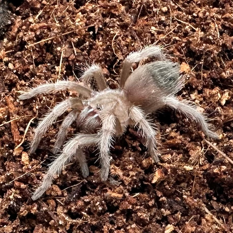 Brachypelma hamorii ~ (Mexican Red Knee Tarantula) ¾" – Unsexed Sling