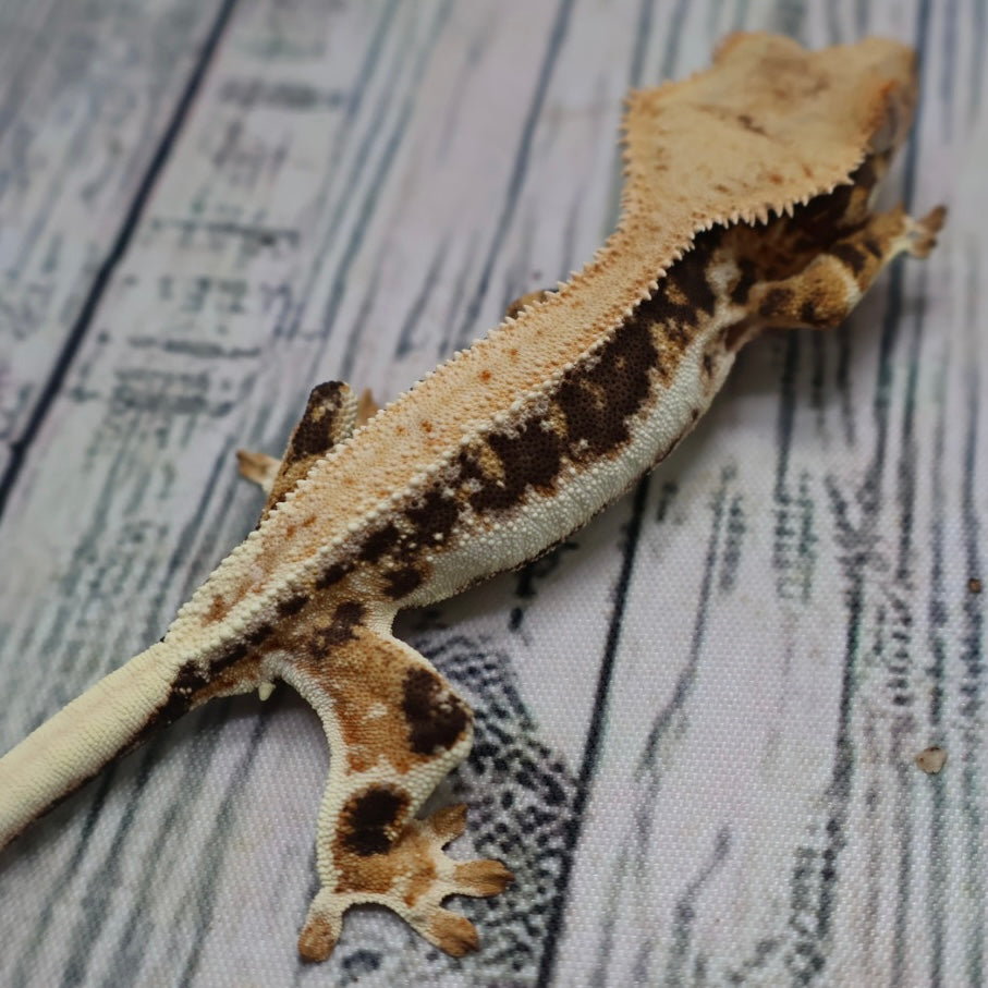 Lilly White Crested Gecko (#308)