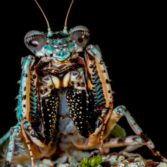 Asian Bark Mantis – Nymph (Theopompa servillei)