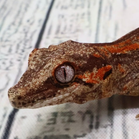 (#5) Possible Phantom Eye Red Stripe Gargoyle Gecko – Unsexed {DEADPOOL LINE}