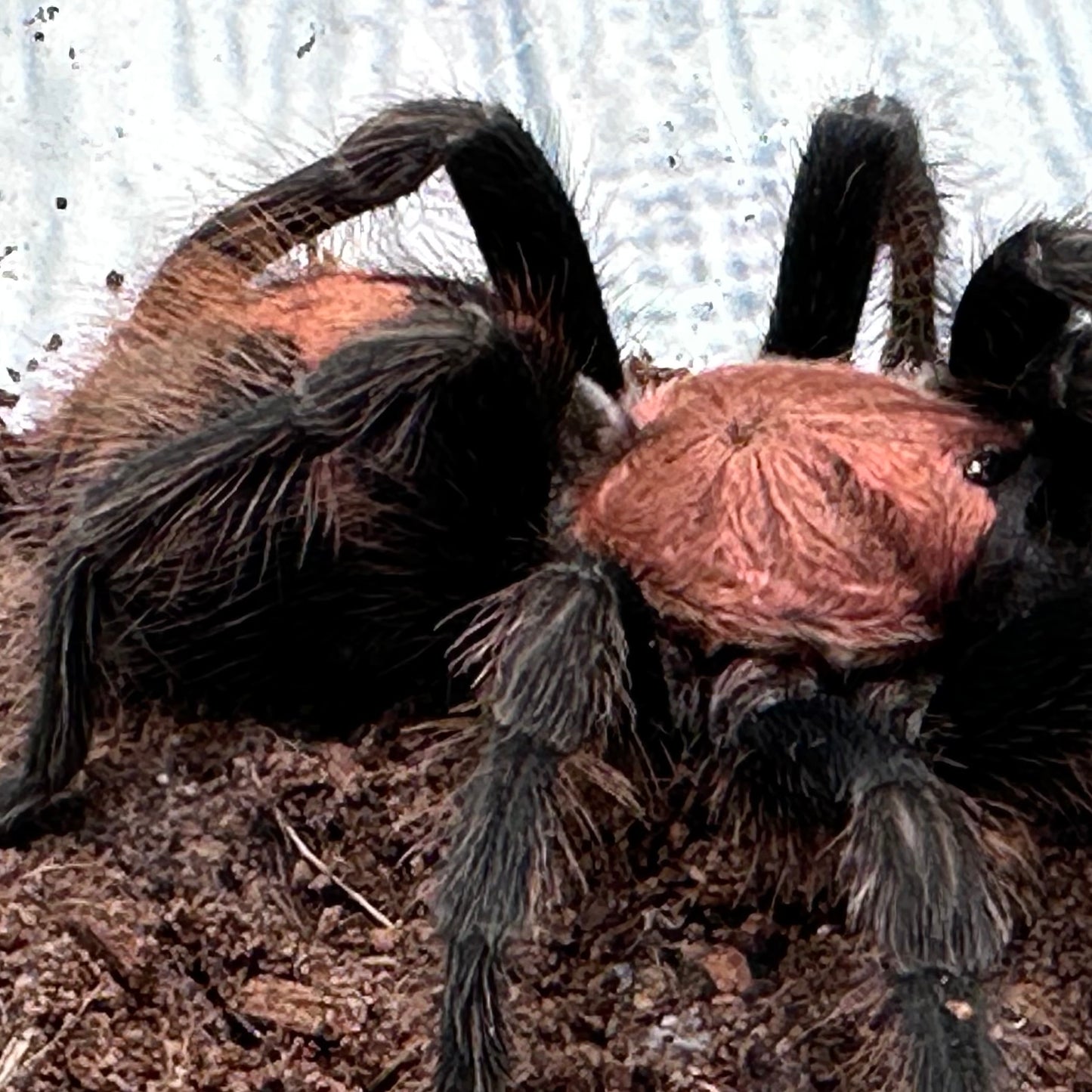 Davus pentaloris ~ (Guatemalan Tiger Rump Tarantula) 3" – Pair Sub-Adults