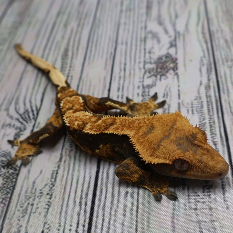 (#G125) Possible Fire Crested Gecko – Male Sub-Adult