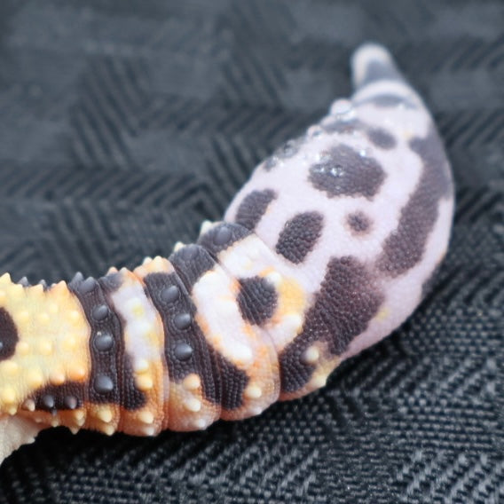 (#21) Bold Leopard Gecko – Unsexed