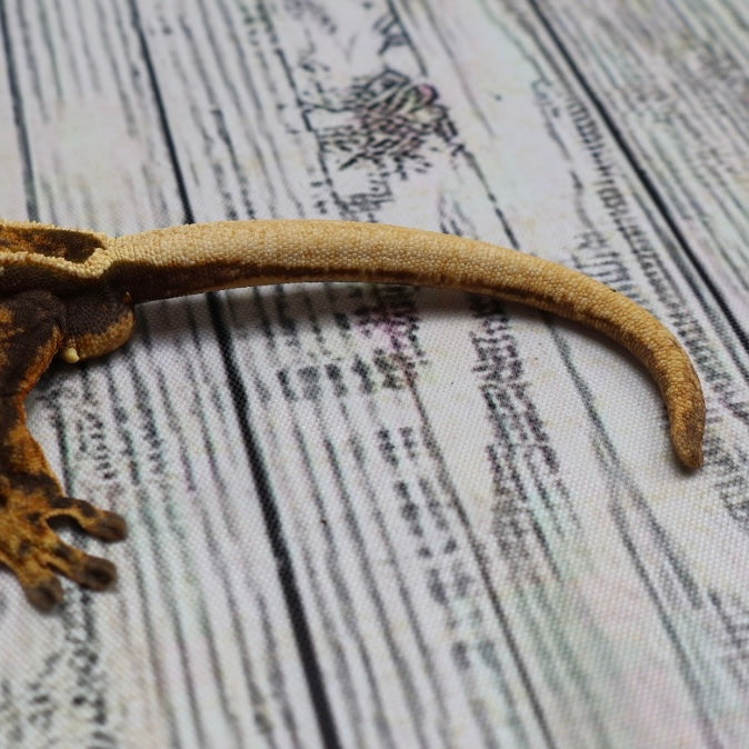 (#G126) Fire Quad Pinstripe Crested Gecko – Male Sub-Adult