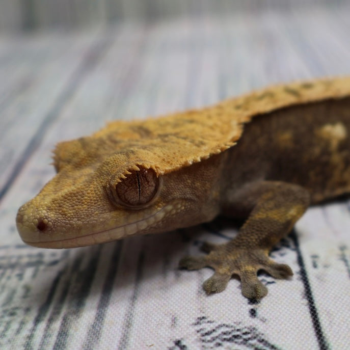 (#E13) Harlequin Crested Gecko – Sub-Adult Female