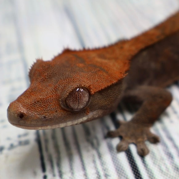 (#469) RCK Cappuccino Dalmatian Crested Gecko – Unsexed