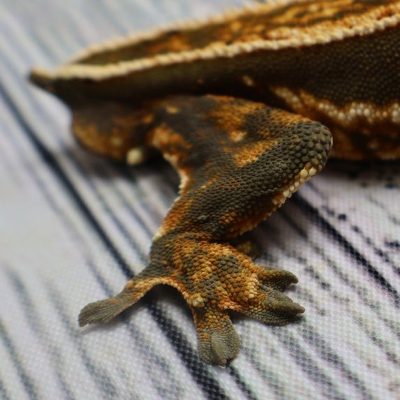 (#214) Quad Pinstripe Softscale Emptyback Crested Gecko – Male Sub-Adult