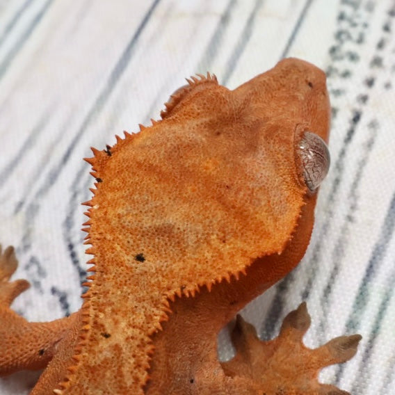 (#468) RCK Cappuccino Dalmatian Partial Pinstripe Crested Gecko – Unsexed