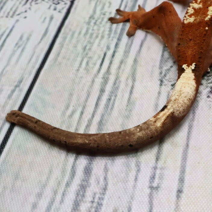 (#468) RCK Cappuccino Dalmatian Partial Pinstripe Crested Gecko – Unsexed