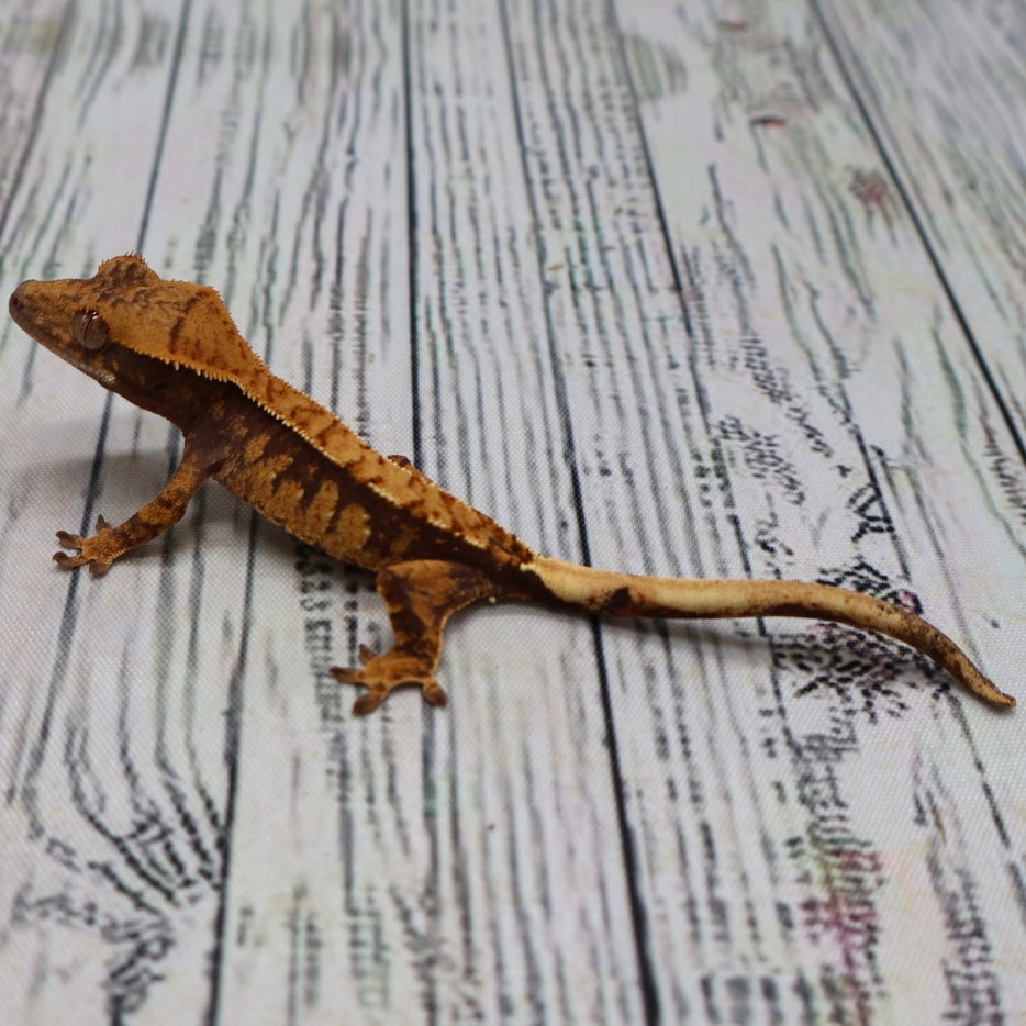 Harlequin Crested Gecko (#305)