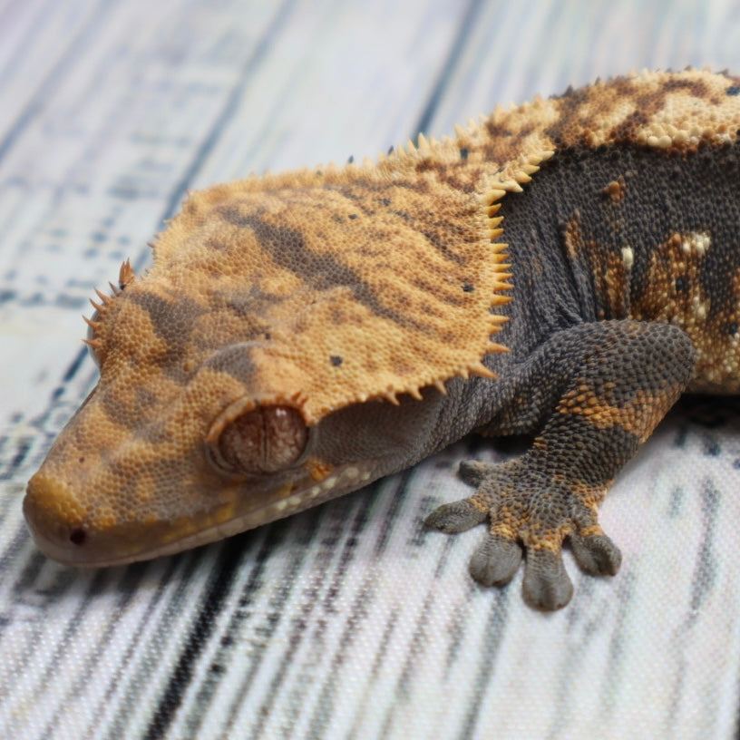 (#G131) Possible Fire Crested Gecko – Male Sub-Adult