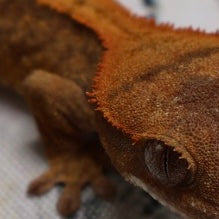 (#R33) Flame Unsexed Crested Gecko