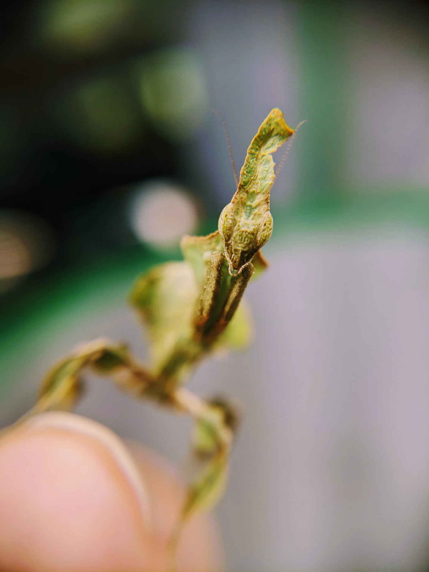 Ghost Mantis – Nymph (Phyllocrania paradoxa)