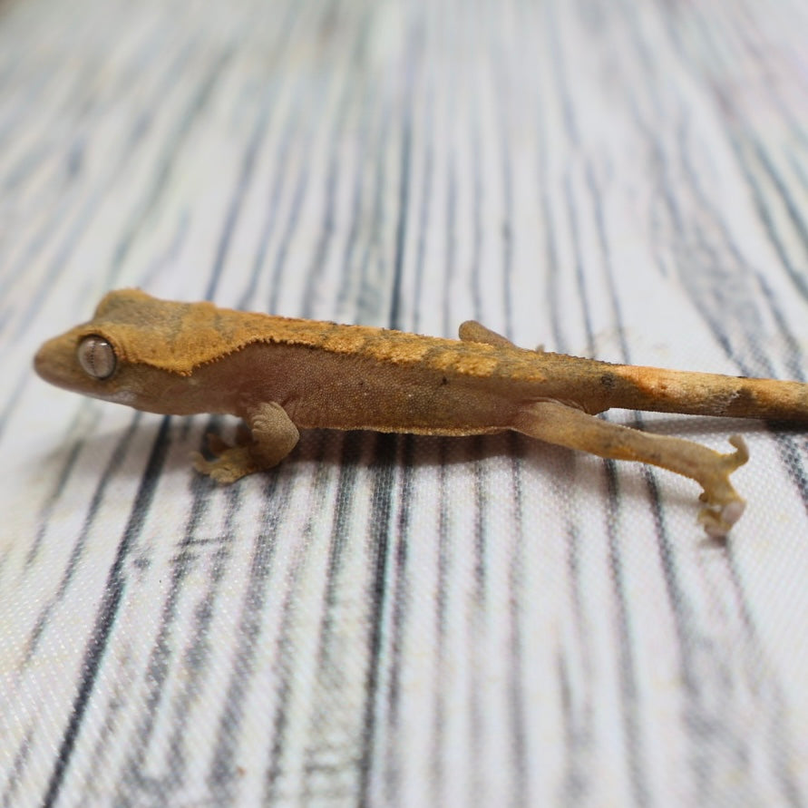 (#G200) Fire Crested Gecko – Baby Unsexed