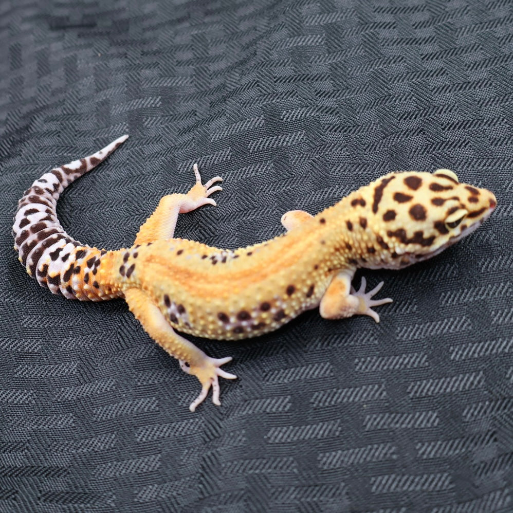 (#32) Tangerine Stripe Leopard Gecko – Male