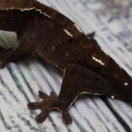 (#510) Axanthic Pinstripe Dalmatian Crested Gecko – Unsexed