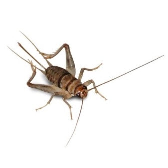 🦗 Live Crickets Feeder Insects – Medium (½”) – 500 Count Box