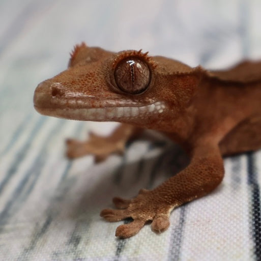 (#R2) Phantom Lily White Unsexed Crested Gecko