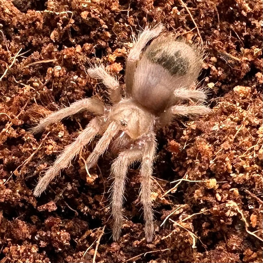Brachypelma albiceps ~ (Mexican Golden Red Rump Tarantula) ¾" – Unsexed Sling