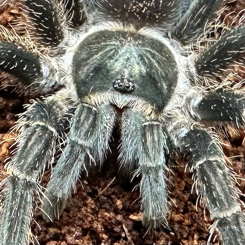 Phormictopus atrichomatus ~ (Dominican Purple Tarantula) 1.5" – Suspect Female Juvenile