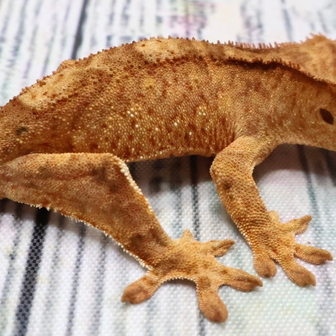 (#407) het Axanthic Crested Gecko – Unsexed