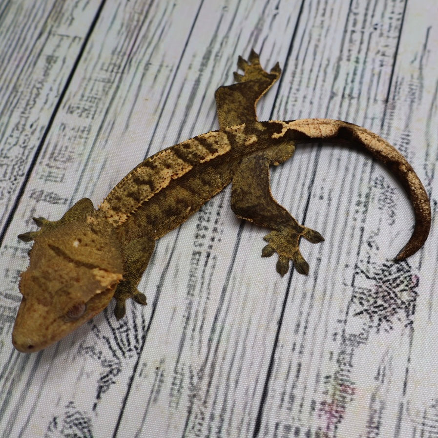 (#E16) Weird Tiger Crested Gecko – Male Sub-Adult