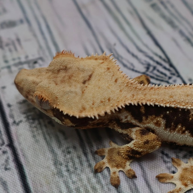 Lilly White Crested Gecko (#308)