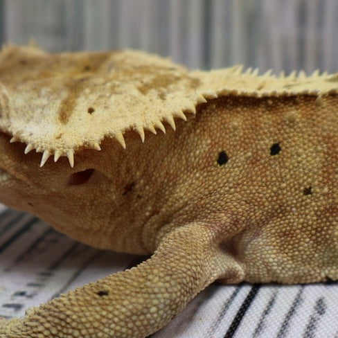 (#10) Yellow Harlequin Dalmatian Crested Gecko – Male Adult Proven Breeder