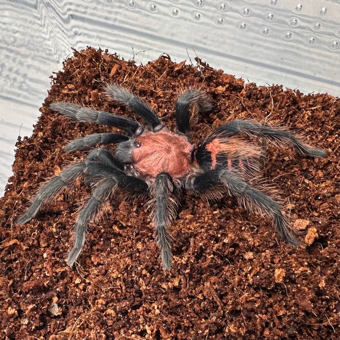Davus pentaloris ~ (Guatemalan Tiger Rump Tarantula) 3" – Pair Sub-Adults