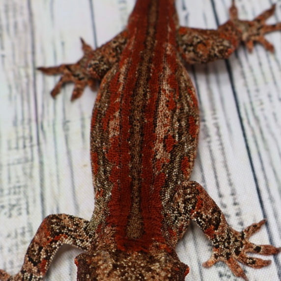 Phantom Eye High Red Stripe Gargoyle Gecko – Male {DEADPOOL LINE}
