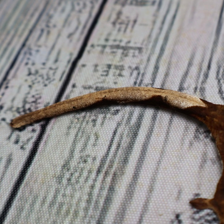 (#428) het Axanthic Crested Gecko – Unsexed