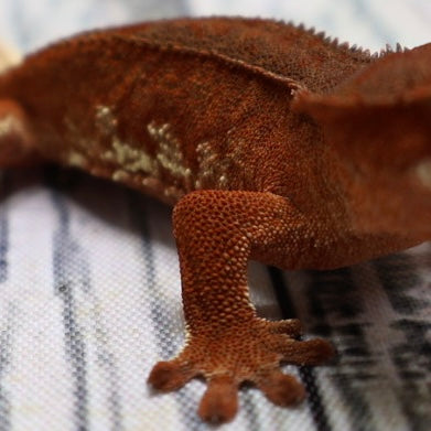(#478) Phantom Lilly White Crested Gecko – Unsexed