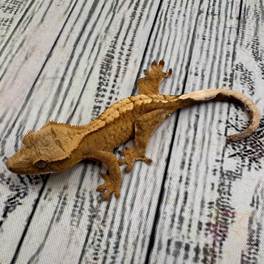Flame Unsexed Crested Gecko (#R27)