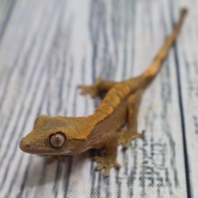 (#G200) Fire Crested Gecko – Baby Unsexed