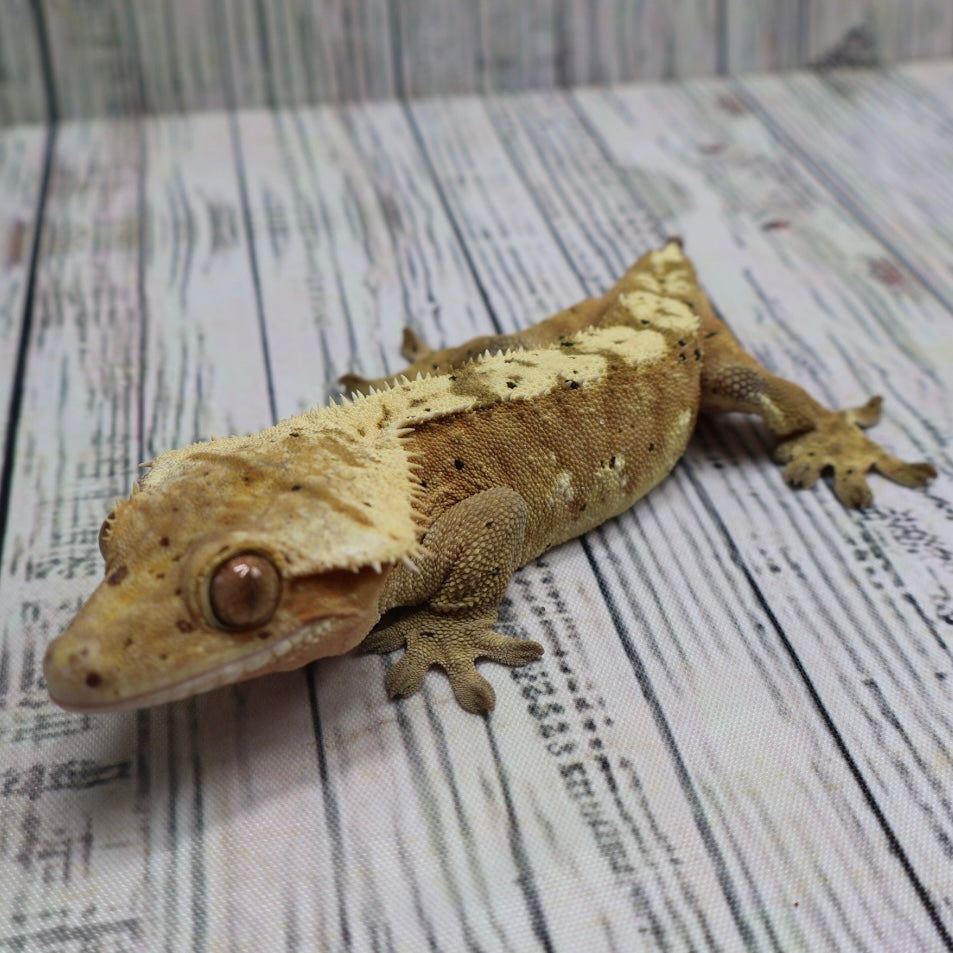 (#10) Yellow Harlequin Dalmatian Crested Gecko – Male Adult Proven Breeder