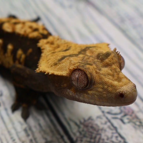 (#G129) Possible Fire Crested Gecko – Male Sub-Adult
