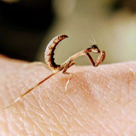 African Twig Mantis – Nymph (Popa spurca)