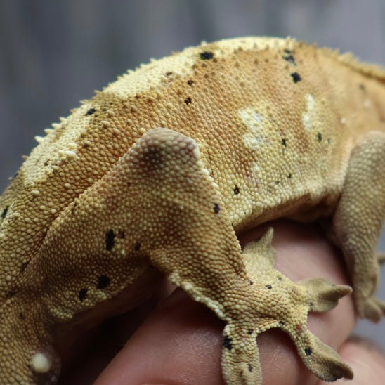 (#10) Yellow Harlequin Dalmatian Crested Gecko – Male Adult Proven Breeder