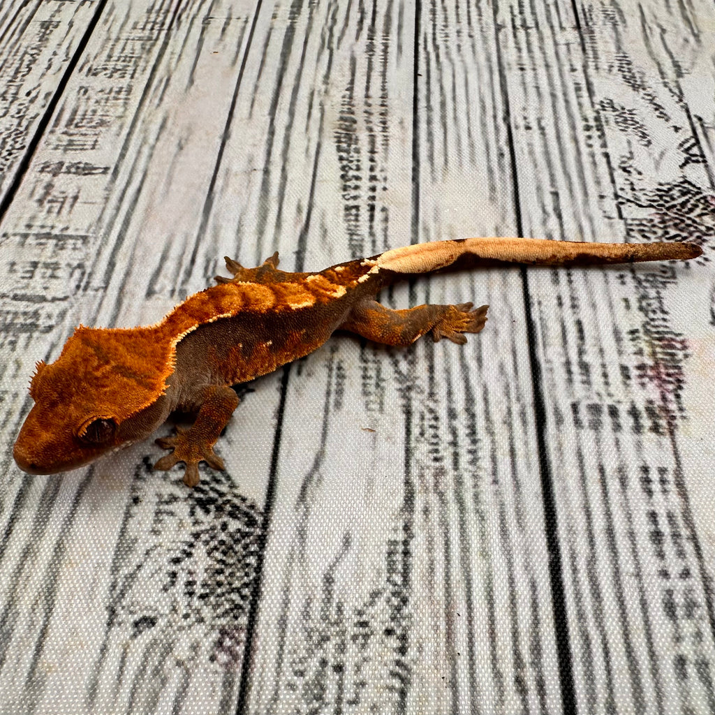 Harlequin Unsexed Crested Gecko (#R11)