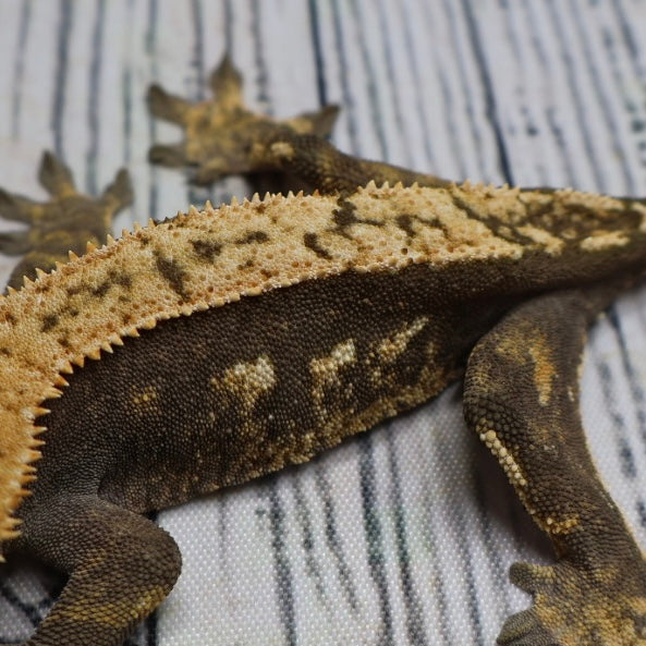 (#E13) Harlequin Crested Gecko – Sub-Adult Female