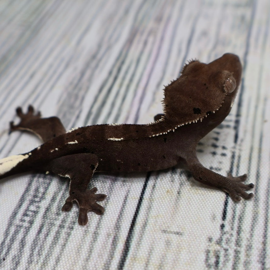 (#510) Axanthic Pinstripe Dalmatian Crested Gecko – Unsexed
