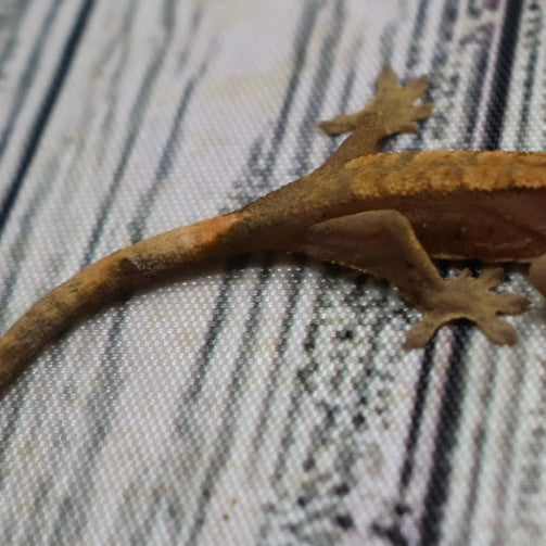 (#G200) Fire Crested Gecko – Baby Unsexed