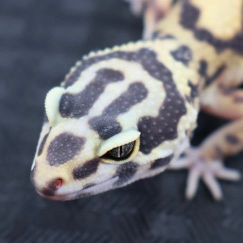 (#21) Bold Leopard Gecko – Unsexed