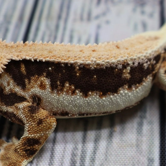 Lilly White Crested Gecko (#308)