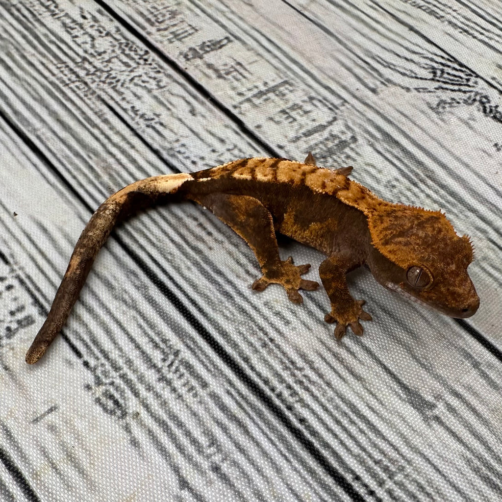 Flame Unsexed Crested Gecko (#R34)