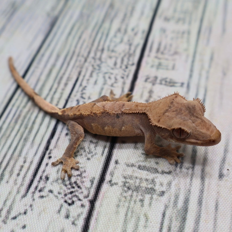 Assorted Crested Gecko – Unsexed