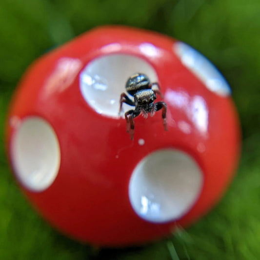Regal Jumping Spider – Assorted Slings (Phidippus regius, I3 Unsexed)