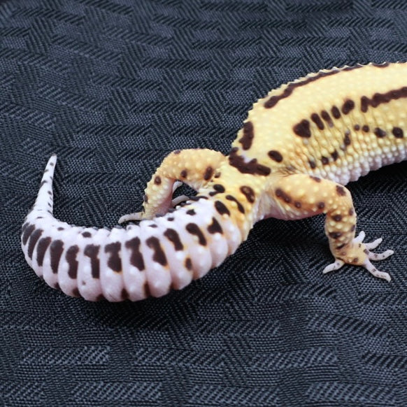 (#3) Bold Tangerine Leopard Gecko – Female